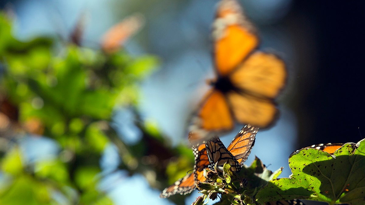 monarch butterfly in flight