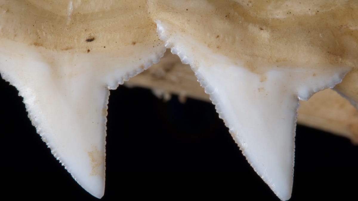 shark teeth madagascar