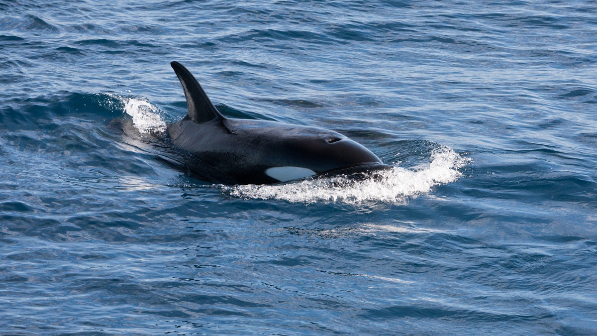 orca swimming