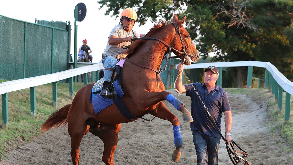 Taiba walking back after a morning gallop