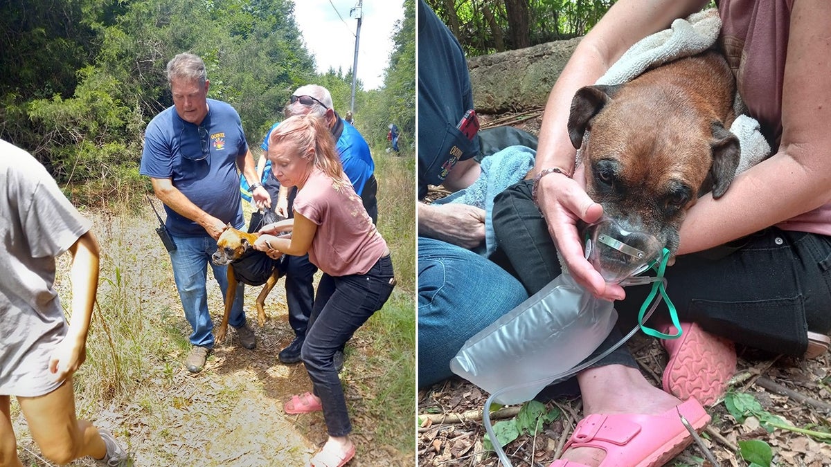 Yoyo the boxer being held by owner and rescuers