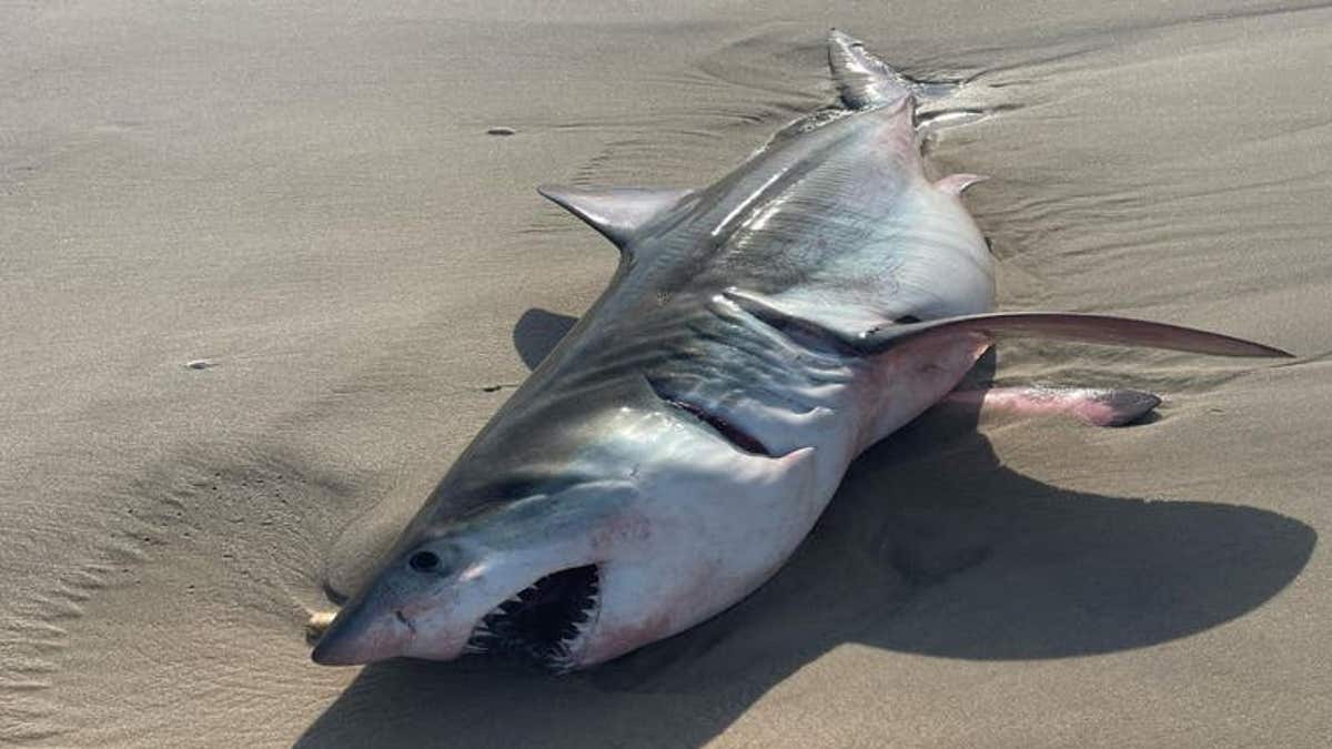 Body of a great white shark