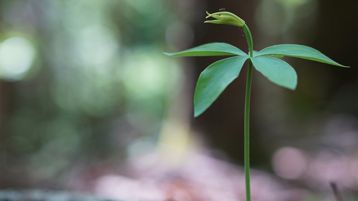 small whorled pogonia