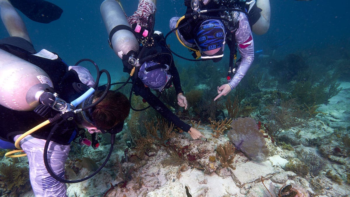 coral outplanting in florida