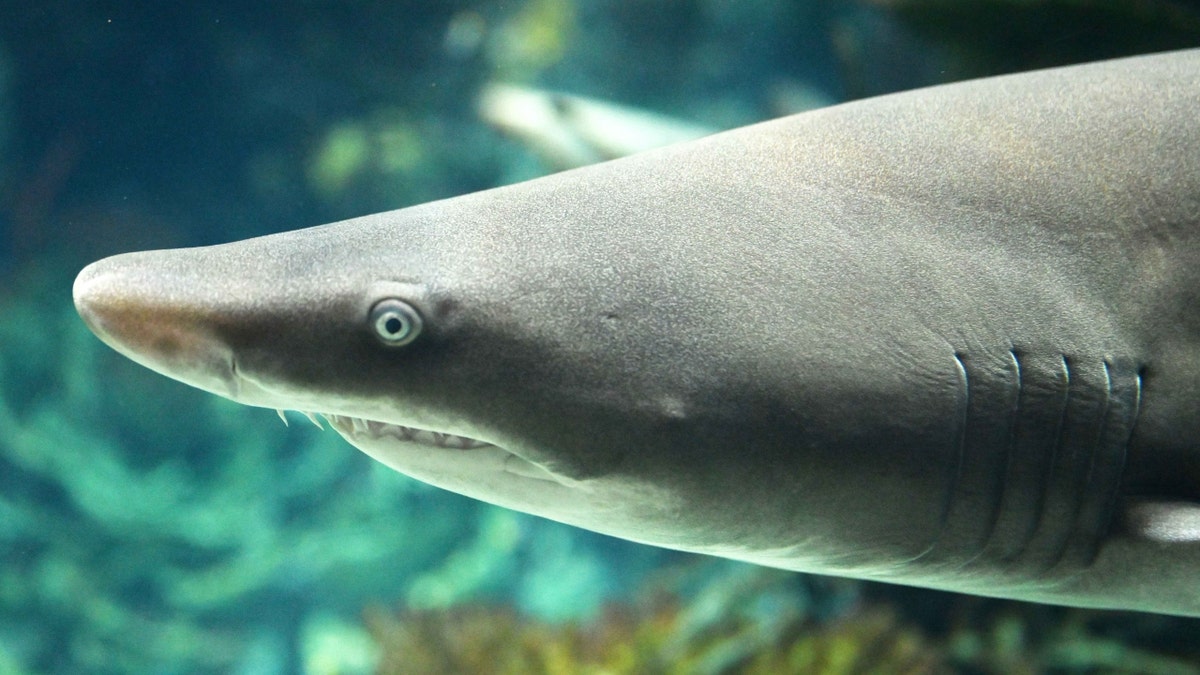 Sand Tiger shark