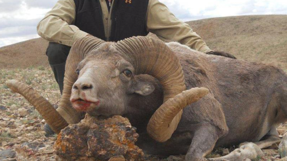 Lawrence Rudolph with a ram