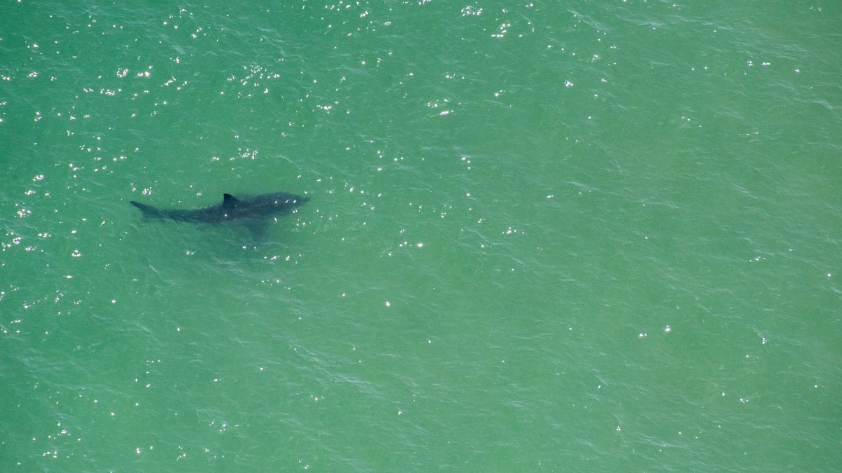 A Great White Shark off Cape Cod