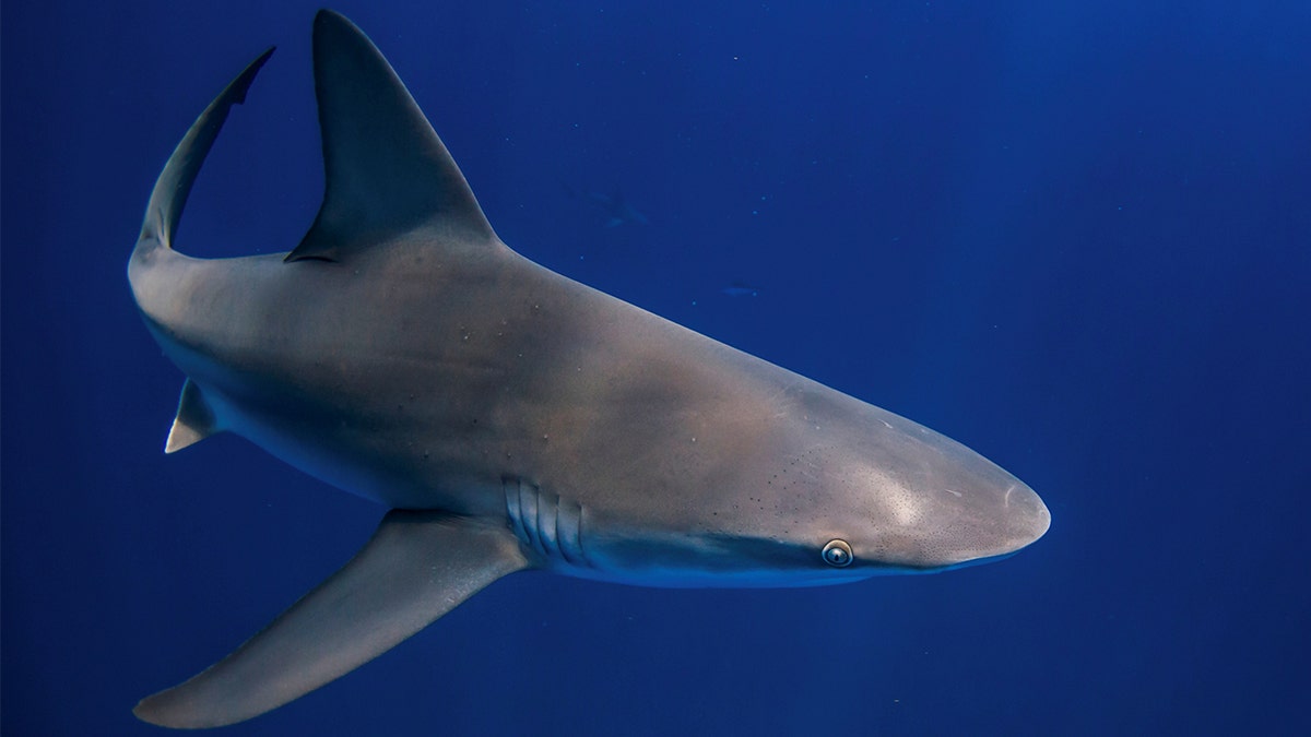 Shark is seen during shark dive in Florida