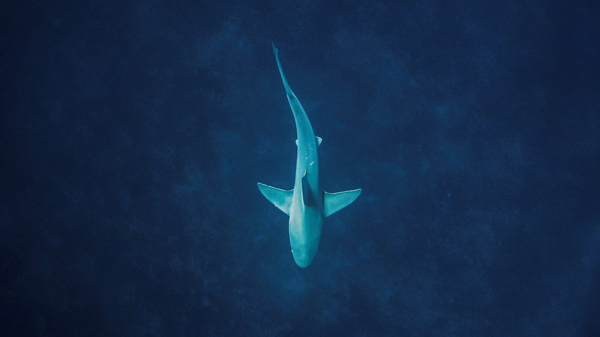 Shark is seen during shark dive in Florida