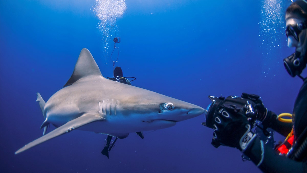 Shark dive in Florida