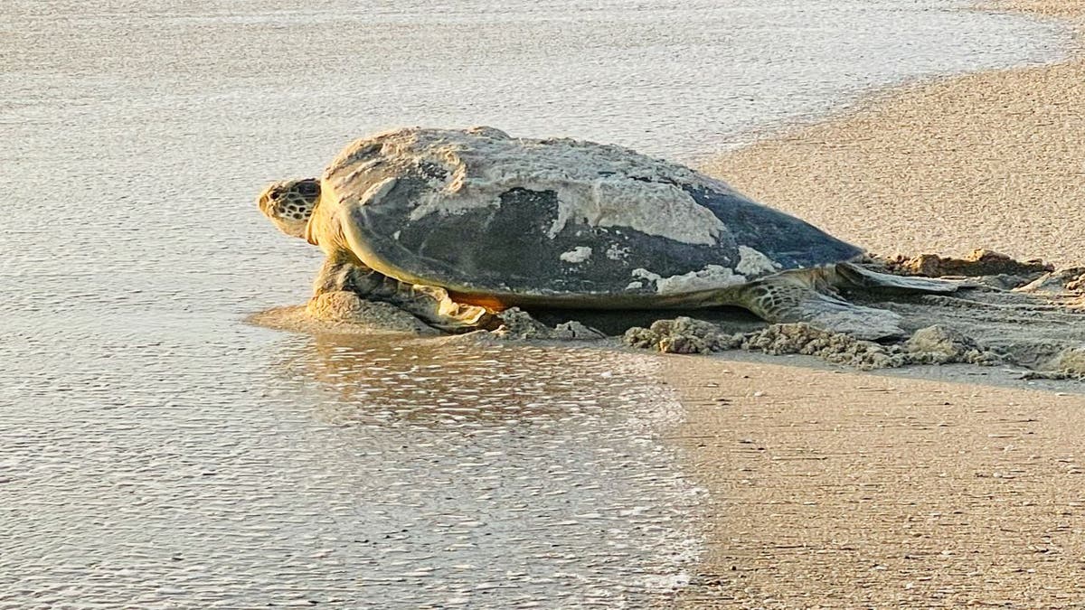 adults green sea turtle