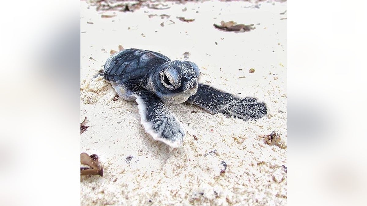 baby sea turtle in Florida