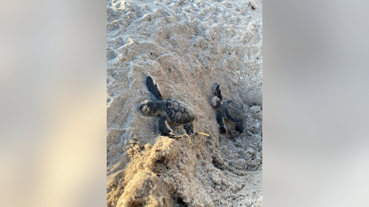 small sea turtles in Florida