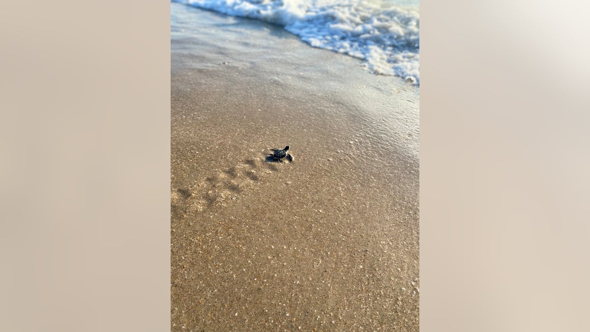 small sea turtle