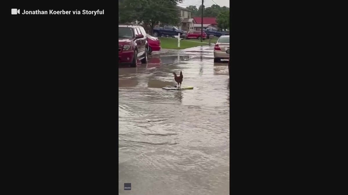 Chicken surfs on boogie board