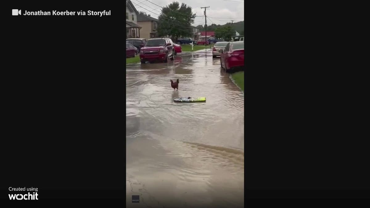 Chicken safely hops off boogie board