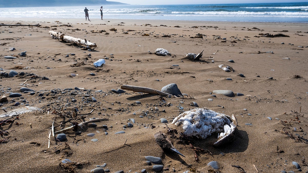 Migrant birds washed on shore suspected of avian flu