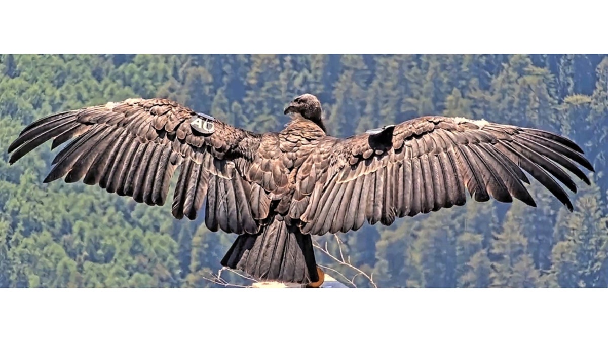 california condor wingspan