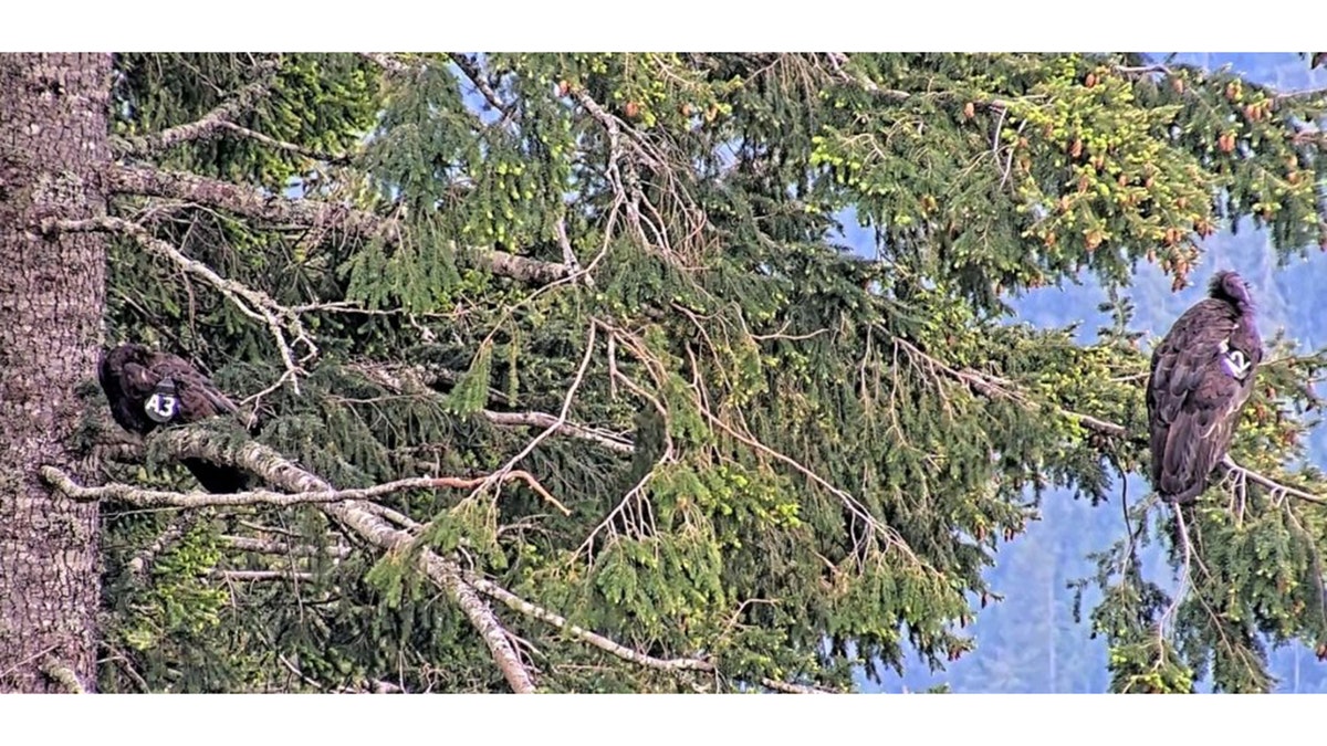 california condors spotted