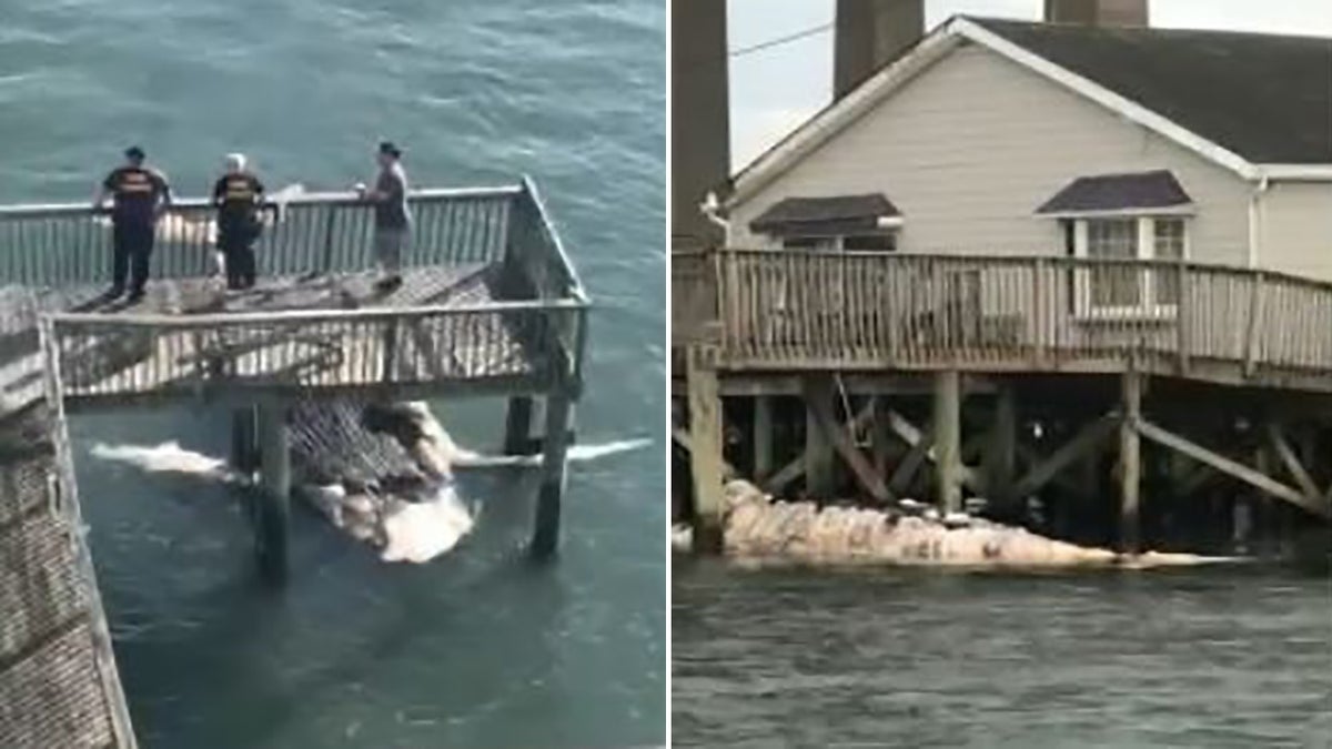 Humpback whale in New Jersey