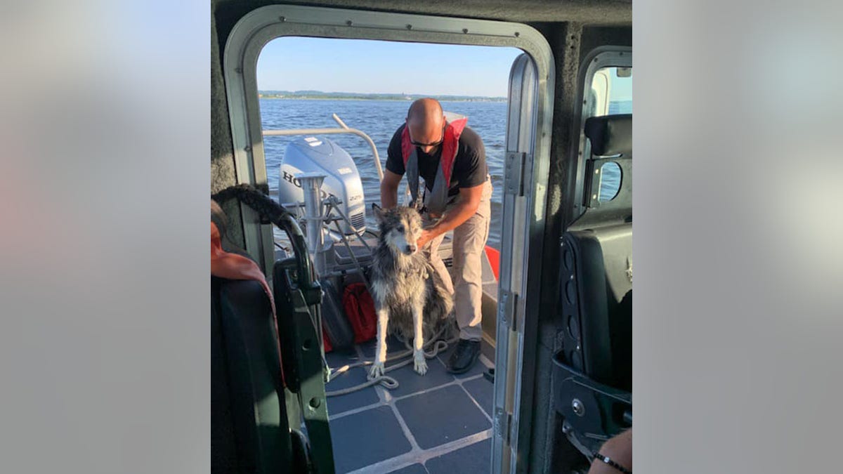 Raritan Bay Siberian Husky saved