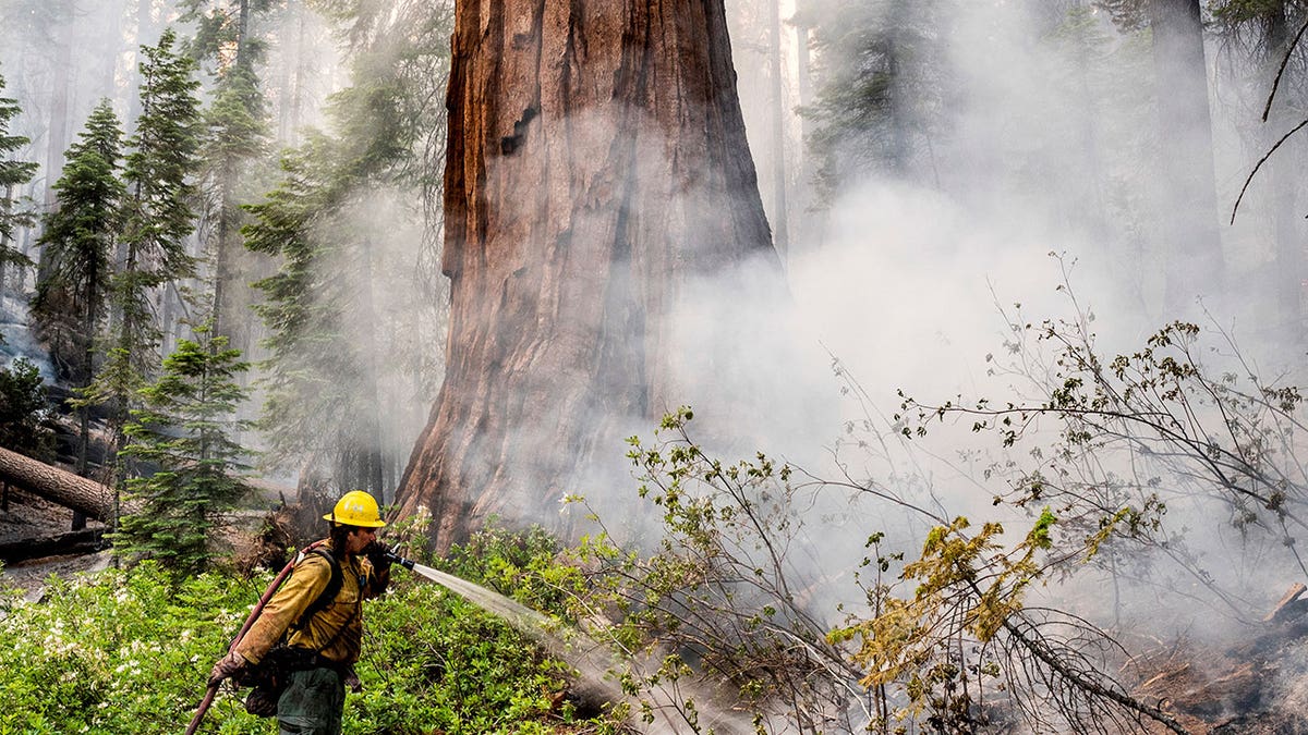 Firefighter works to save sequoia tree during Yosemite fires