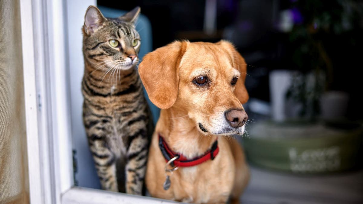 cat and dog look out window