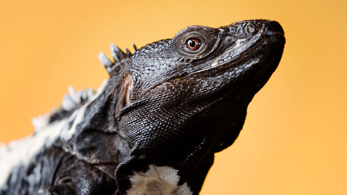 spiny tail iguana on orange background