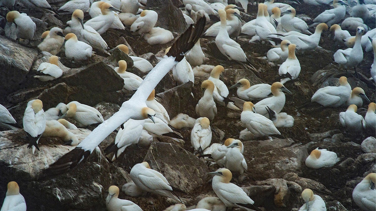 Migrant gannets nesting