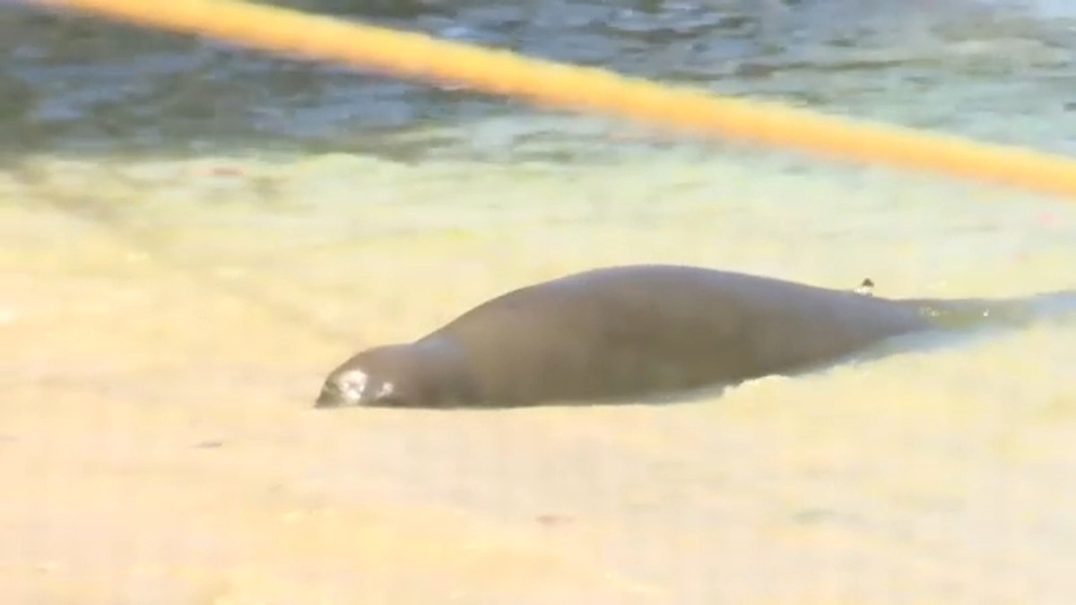 monk seal lying on roped off beach