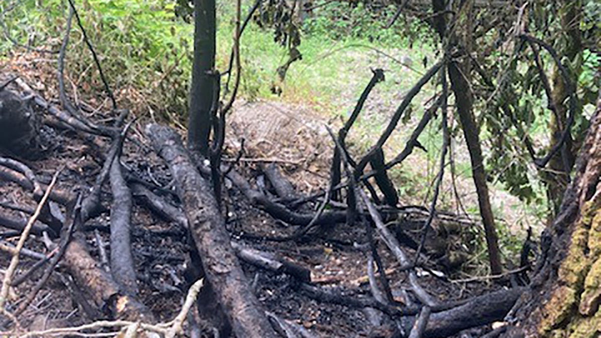 Forest Park trees charred after fire