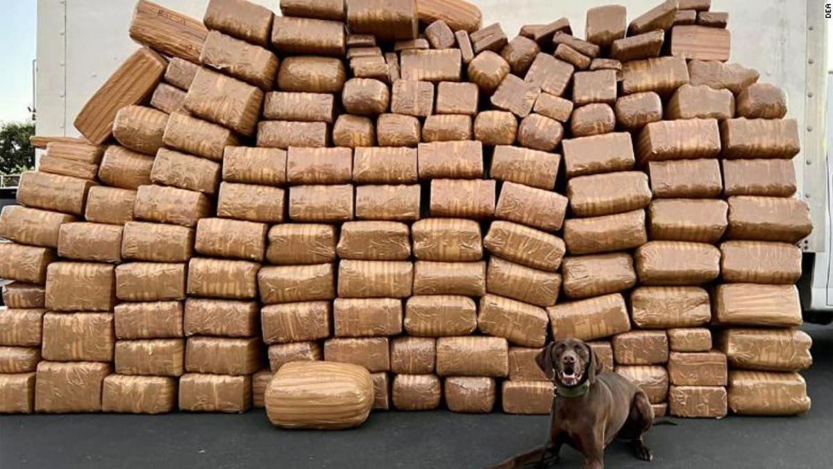 Drug sniffing dog sits in front of 5,000 pounds of meth
