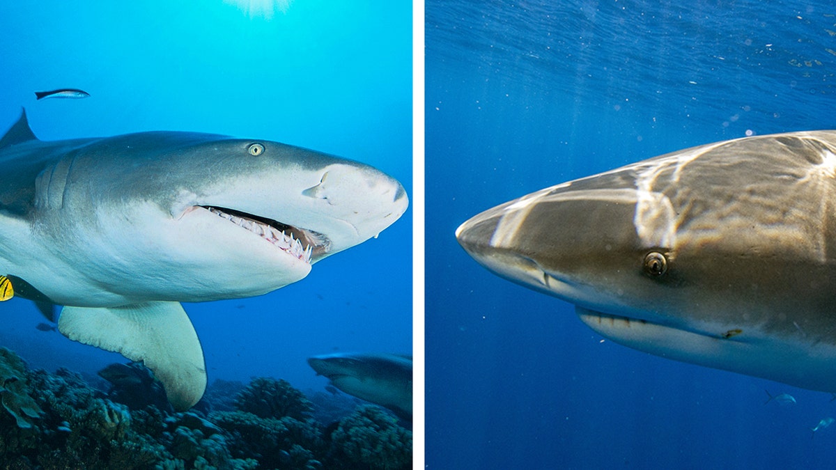Shark quiz! How well do you know your sharks this summer?