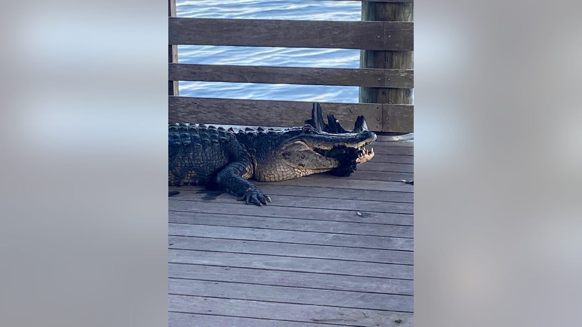 Palm Island Boardwalk Park in Florida was forced to close after a visitor encountered an alligator Sunday morning, according to Mount Dora Police Department.