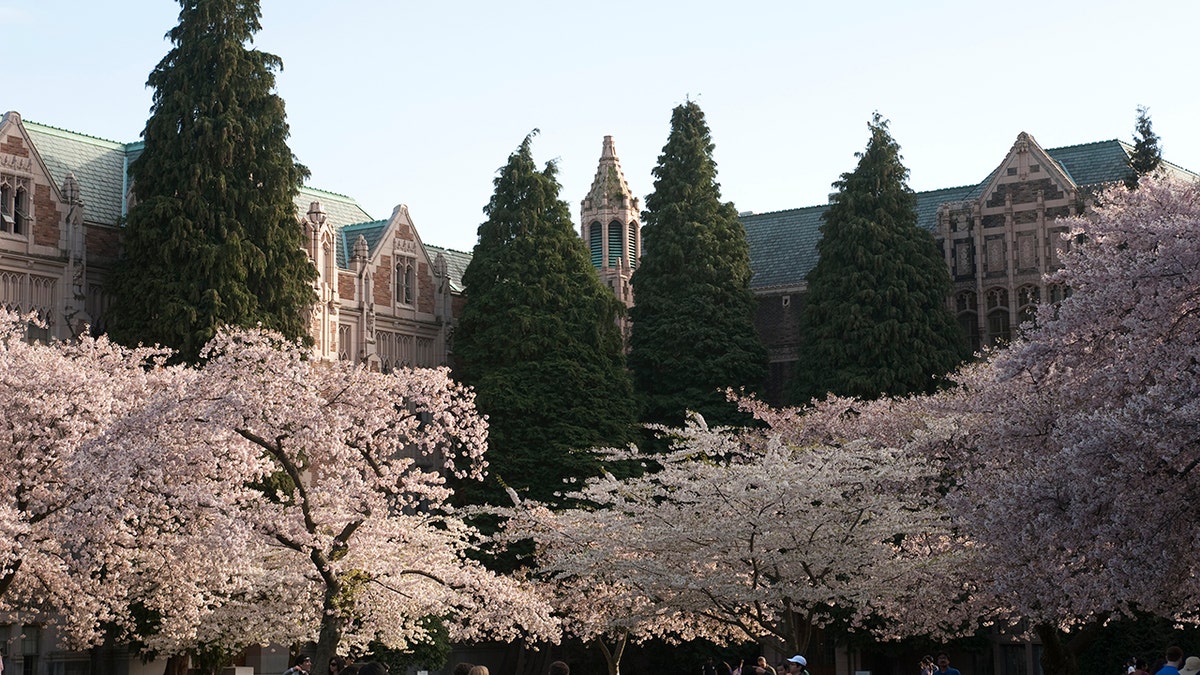 University of Washington spring