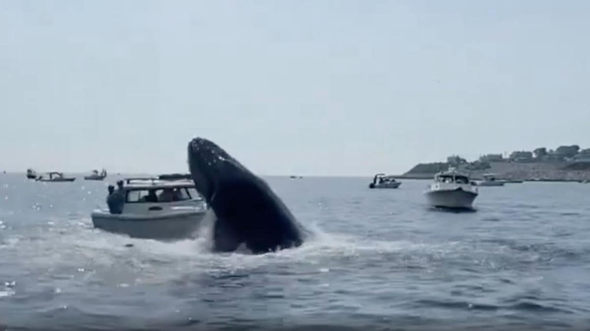 A breaching whale lands on a boat. No injuries were reported.
