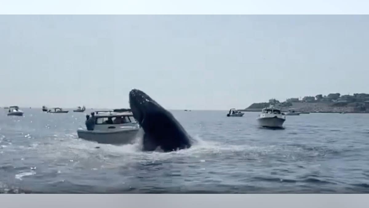 A breaching whale lands on a boat. No injuries were reported.