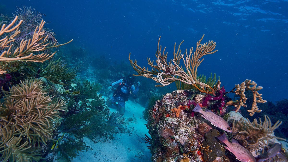 diver coral reef conservation