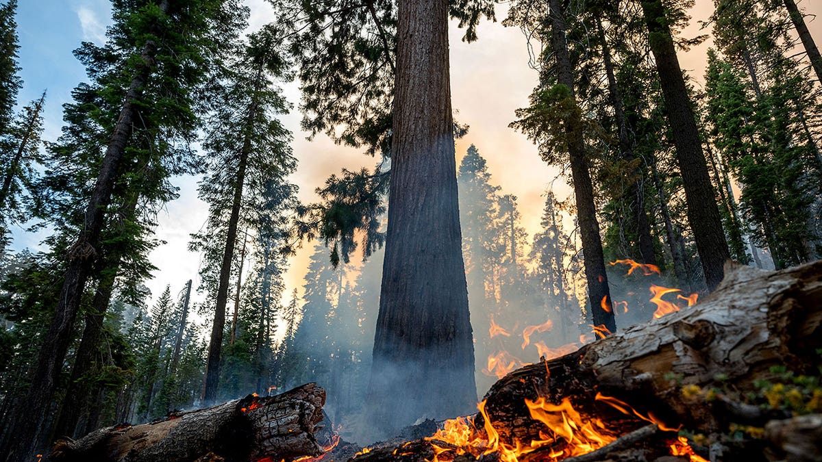 Tree burns in Yosemite National Park