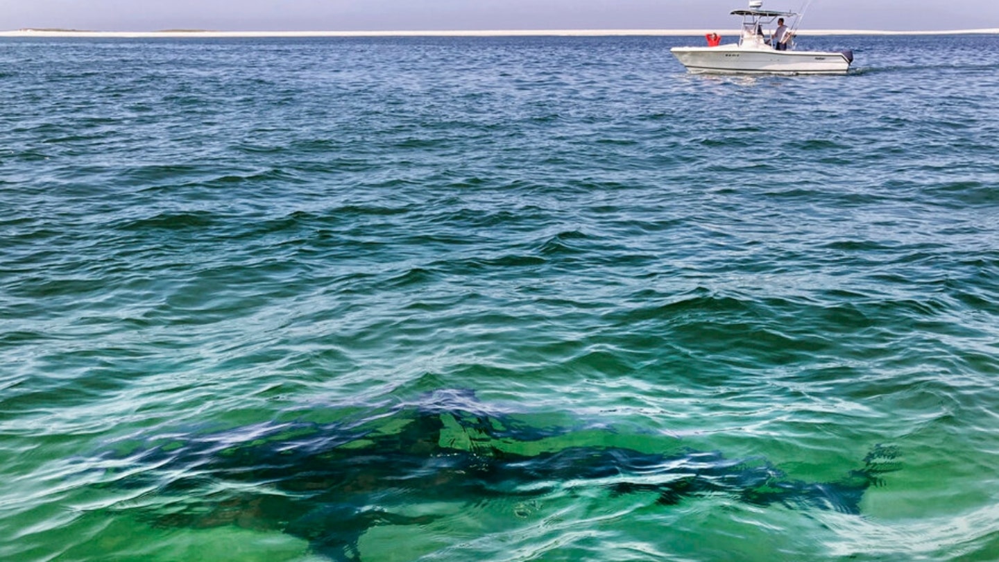 Shark Attacks Mar Texas Beach on Fourth of July