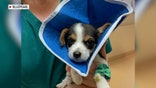Six-week-old beagle puppy Harley was treated at BluePearl Pet Hospital in Mount Pleasant, South Carolina.