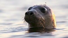 Maine coast sees alarming number of dead seals washing up, avian influenza is to blame