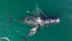 Ships must slow down in an effort to save whales: federal government