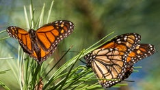 Monarch butterflies are officially on the endangered species list