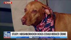 Dogs can help keep our neighborhoods safer and reduce crime: New study