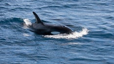 Killer whales may be attacking boats as revenge for injured matriarch: scientists