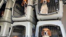 4,000 beagles rescued from Virginia breeding facility in need of new homes