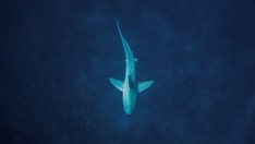 Shark watch: NY beaches step up vigilance after recent sightings, possible encounter