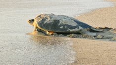 Sea turtles on Florida's Space Coast on track to set new record for nests
