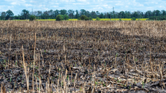Food insecurity being weaponized by Russia, warns Republican lawmaker: It's a way to 'terrorize people'